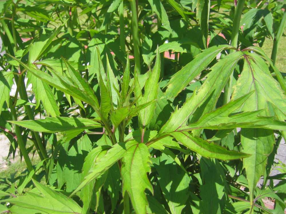 Rudbeckia laciniata (Geschlitztblättriger Sonnenhut)